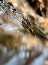 Running Water / March 5, 2022  / Stream Near Greenway / Boone, North Carolina