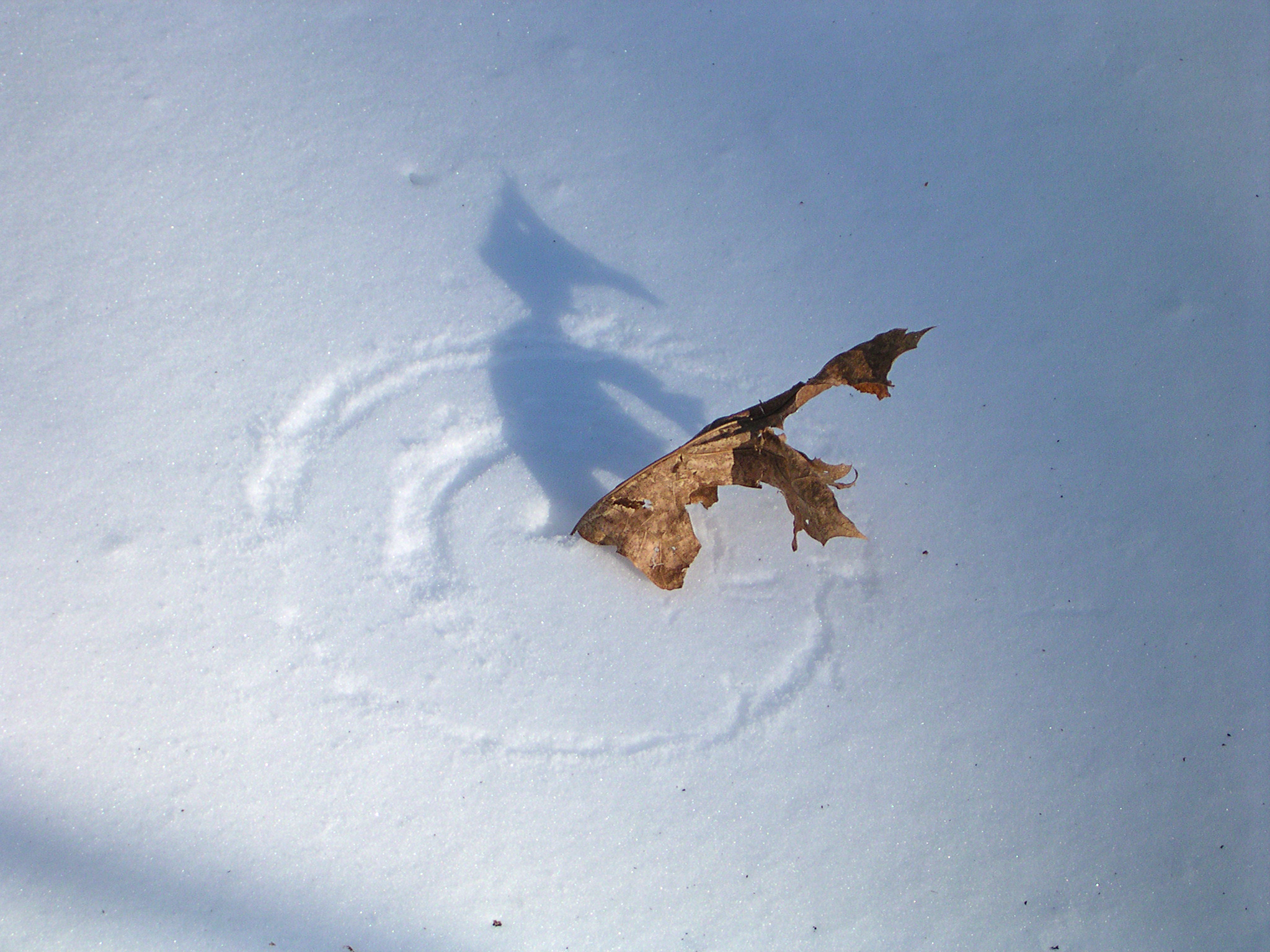 Leaf in snow