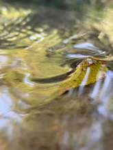 Running Water / October 5, 2020  / South Fork New River / Boone, North Carolina