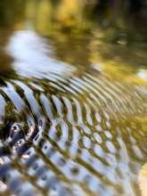 Running Water / October 5, 2020  / South Fork New River / Boone, North Carolina