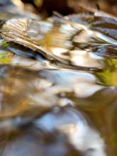 Running Water / November 10, 2021  / Stream Near Greenway / Boone, North Carolina