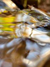 Running Water / November 10, 2021  / Stream Near Greenway / Boone, North Carolina