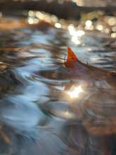 Running Water / November 12, 2021  / Stream Near Greenway / Boone, North Carolina